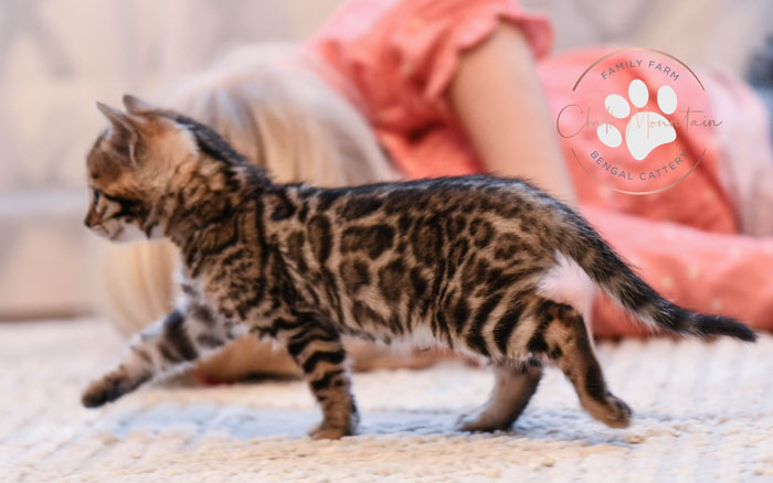 Bengal kitten for sale